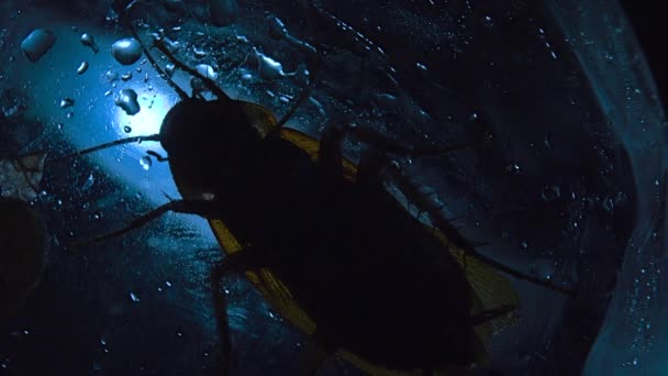 蟑螂被孤立躲藏在黑暗的地方 光线的作用 — 图库视频影像