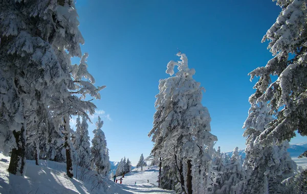 Napfényes Téli Nap Havas Hegyekkel Poiana Braşov Brassó Románia Panoráma — Stock Fotó