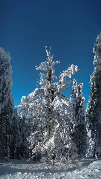 Солнечный Зимний День Горами Полными Снега Пояна Брашов Румыния Панорама — стоковое фото