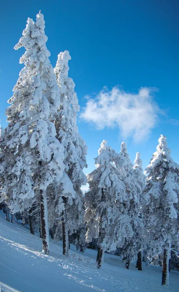 雪でいっぱいの山々と晴れた冬の日 ポアニア ブラゾフ ルーマニア パノラマ — ストック写真