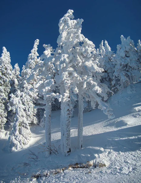 Zonnige Winterdag Met Bergen Vol Sneeuw Poiana Brasov Roemenië Panorama — Stockfoto