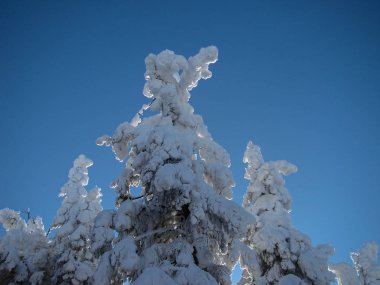Güneşli günlerde Güzel Kar Kozalaklı Kozalaklı Ağaçlar, Brüksel Brasov, Romanya