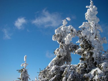 Güneşli günlerde Güzel Kar Kozalaklı Kozalaklı Ağaçlar, Brüksel Brasov, Romanya
