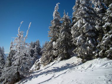 Güneşli günlerde Güzel Kar Kozalaklı Kozalaklı Ağaçlar, Brüksel Brasov, Romanya