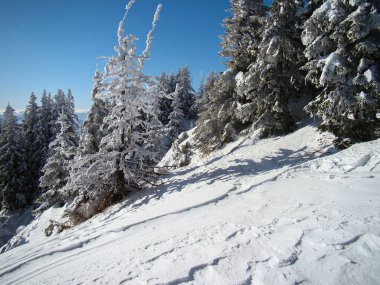 Güneşli günlerde Güzel Kar Kozalaklı Kozalaklı Ağaçlar, Brüksel Brasov, Romanya