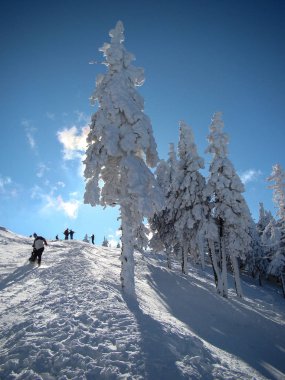 Güneşli günlerde Güzel Kar Kozalaklı Kozalaklı Ağaçlar, Brüksel Brasov, Romanya