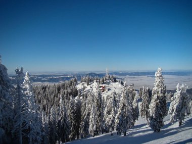 Güneşli günlerde Güzel Kar Kozalaklı Kozalaklı Ağaçlar, Brüksel Brasov, Romanya