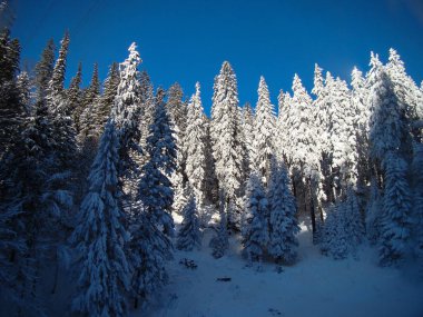 Güneşli günlerde Güzel Kar Kozalaklı Kozalaklı Ağaçlar, Brüksel Brasov, Romanya