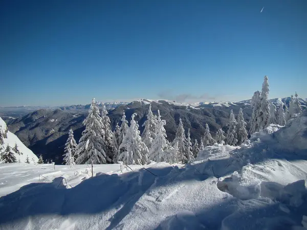 Prachtige Met Sneeuw Bedekte Naaldbomen Zonnige Dagen Poiana Brasov Roemenië — Stockfoto