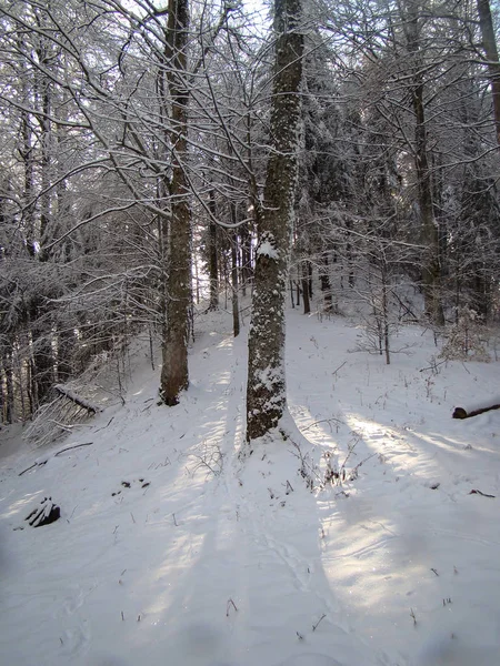 Bellissimi Alberi Conifera Innevati Nelle Giornate Sole Poiana Brasov Romania — Foto Stock