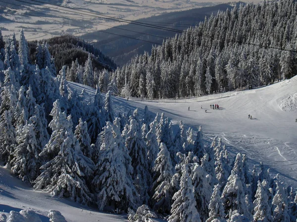 Piękne Drzewa Iglaste Pokryte Śniegiem Słoneczne Dni Poiana Brasov Rumunia — Zdjęcie stockowe