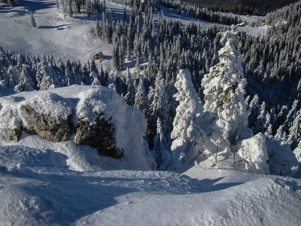 Beautiful Snow Covered Conifer Trees Sunny Days Poiana Brasov Romania — Stock Photo, Image