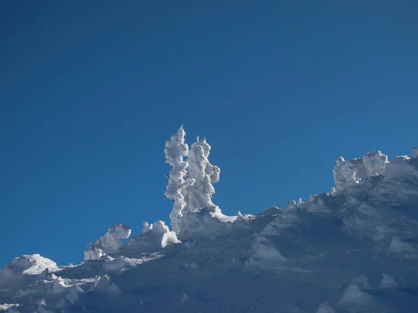 Belas Árvores Coníferas Cobertas Neve Dias Ensolarados Poiana Brasov Roménia — Fotografia de Stock