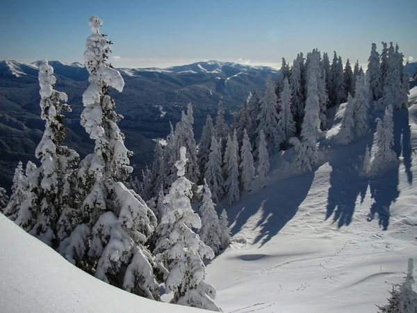Güneşli günlerde Güzel Kar Kozalaklı Kozalaklı Ağaçlar, Brüksel Brasov, Romanya