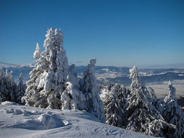 Krásné Sněhem Pokryté Jehličnany Stromy Slunečných Dnech Poiana Brasov Rumunsko — Stock fotografie