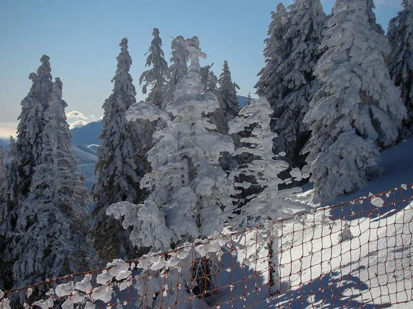Όμορφη Χιονισμένα Δέντρα Conifer Ηλιόλουστες Μέρες Poiana Brasov Ρουμανία — Φωτογραφία Αρχείου