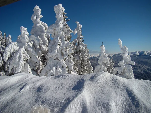 在阳光明媚的日子里美丽的雪地覆盖的针叶树 波亚娜布拉索夫 罗马尼亚 — 图库照片