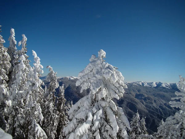 Belas Árvores Coníferas Cobertas Neve Dias Ensolarados Poiana Brasov Roménia — Fotografia de Stock