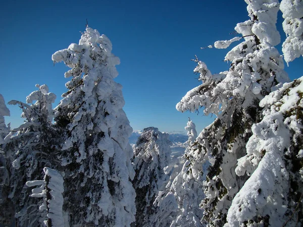 Hermosos Árboles Coníferas Cubiertas Nieve Días Soleados Poiana Brasov Rumania —  Fotos de Stock