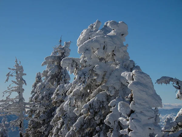 Krásné Sněhem Pokryté Jehličnany Stromy Slunečných Dnech Poiana Brasov Rumunsko — Stock fotografie