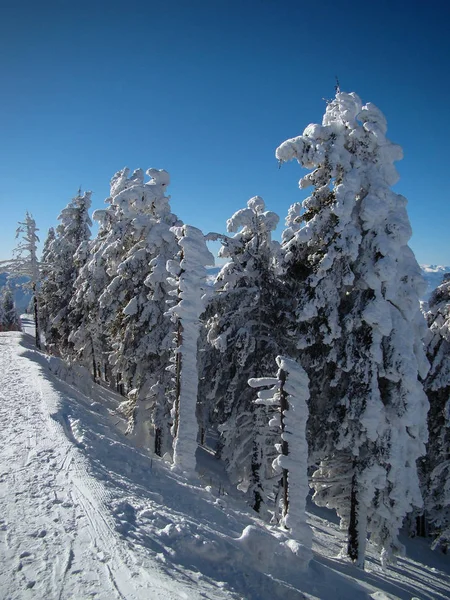 在阳光明媚的日子里美丽的雪地覆盖的针叶树 波亚娜布拉索夫 罗马尼亚 — 图库照片