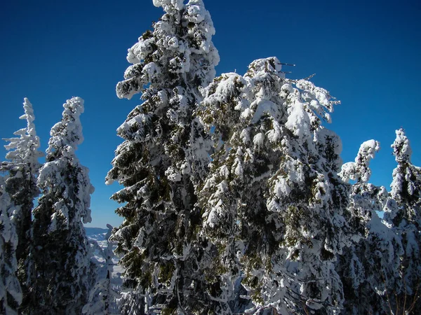 Schöne Schneebedeckte Nadelbäume Sonnigen Tagen Poiana Brasov Rumänien — Stockfoto