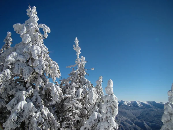 Prachtige Met Sneeuw Bedekte Naaldbomen Zonnige Dagen Poiana Brasov Roemenië — Stockfoto