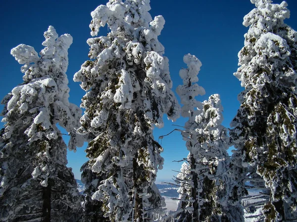Belas Árvores Coníferas Cobertas Neve Dias Ensolarados Poiana Brasov Roménia — Fotografia de Stock