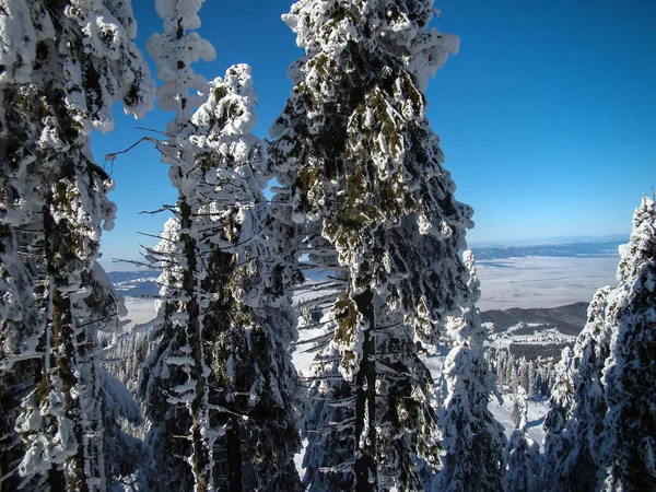 Prachtige Met Sneeuw Bedekte Naaldbomen Zonnige Dagen Poiana Brasov Roemenië — Stockfoto