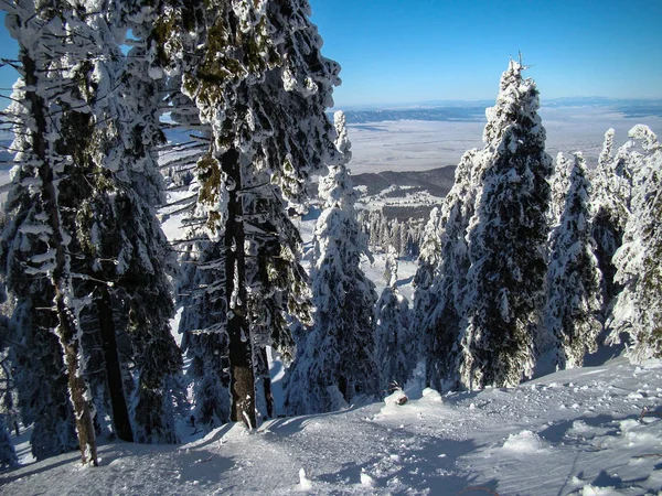 Prachtige Met Sneeuw Bedekte Naaldbomen Zonnige Dagen Poiana Brasov Roemenië — Stockfoto