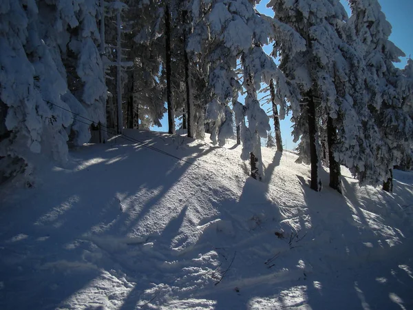 Beautiful Snow Covered Conifer Trees Sunny Days Poiana Brasov Romania — Stock Photo, Image