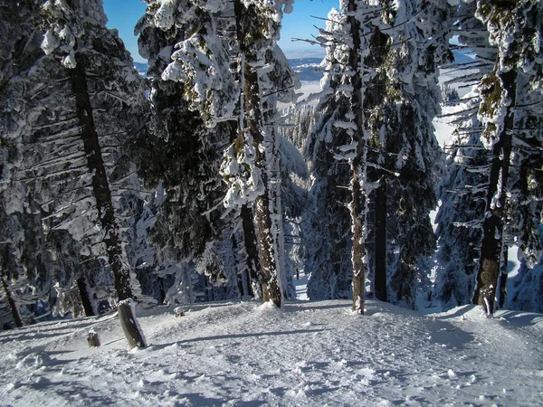 在阳光明媚的日子里美丽的雪地覆盖的针叶树 波亚娜布拉索夫 罗马尼亚 — 图库照片