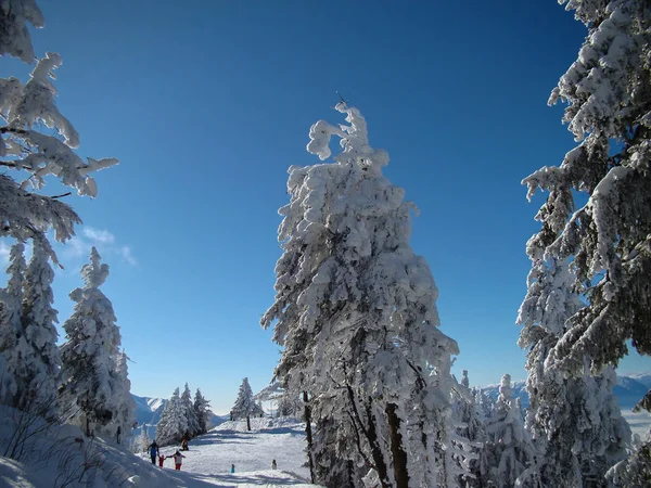 Belas Árvores Coníferas Cobertas Neve Dias Ensolarados Poiana Brasov Roménia — Fotografia de Stock