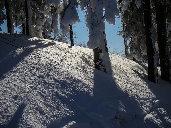 Schöne Schneebedeckte Nadelbäume Sonnigen Tagen Poiana Brasov Rumänien — Stockfoto