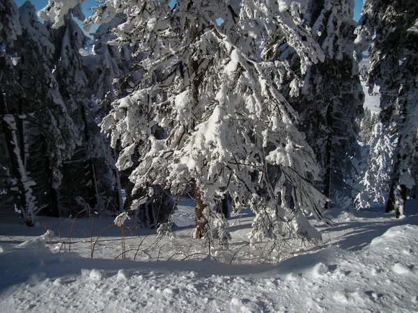 Beautiful Snow Covered Conifer Trees Sunny Days Poiana Brasov Romania — Stock Photo, Image