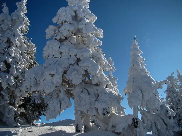 Schöne Schneebedeckte Nadelbäume Sonnigen Tagen Poiana Brasov Rumänien — Stockfoto