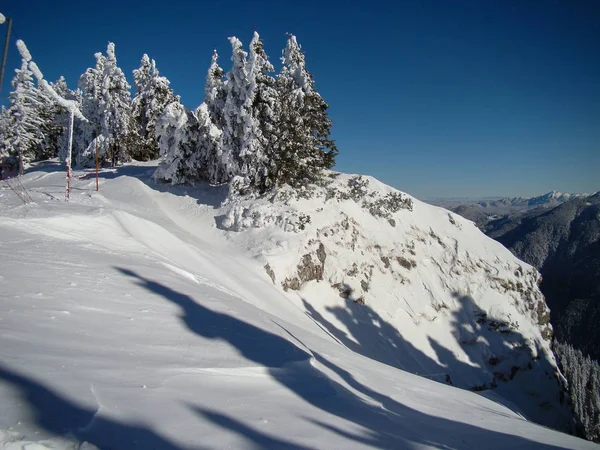 Schöne Schneebedeckte Nadelbäume Sonnigen Tagen Poiana Brasov Rumänien — Stockfoto