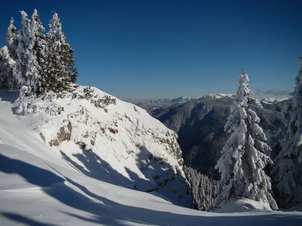 Prachtige Met Sneeuw Bedekte Naaldbomen Zonnige Dagen Poiana Brasov Roemenië — Stockfoto