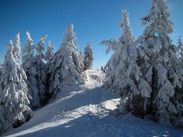 Όμορφη Χιονισμένα Δέντρα Conifer Ηλιόλουστες Μέρες Poiana Brasov Ρουμανία — Φωτογραφία Αρχείου