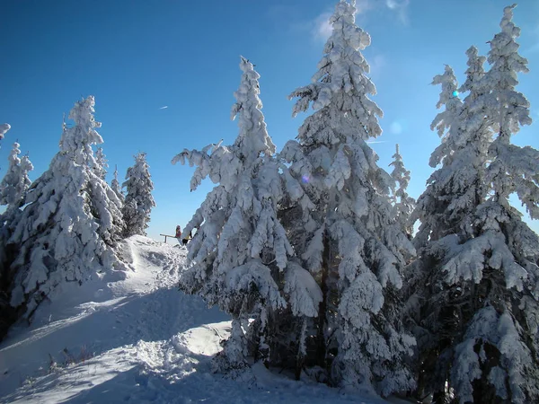 Όμορφη Χιονισμένα Δέντρα Conifer Ηλιόλουστες Μέρες Poiana Brasov Ρουμανία — Φωτογραφία Αρχείου