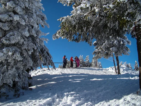 Schöne Schneebedeckte Nadelbäume Sonnigen Tagen Poiana Brasov Rumänien — Stockfoto
