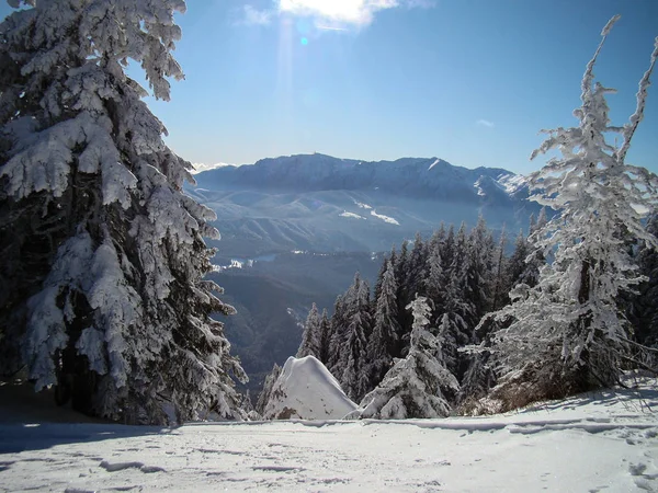 Bellissimi Alberi Conifera Innevati Nelle Giornate Sole Poiana Brasov Romania — Foto Stock