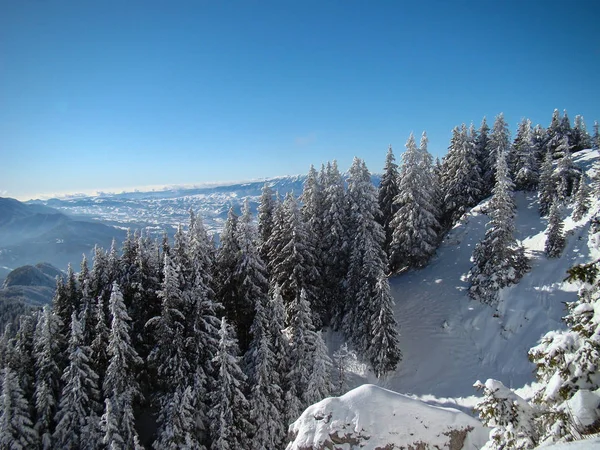 Hermosos Árboles Coníferas Cubiertas Nieve Días Soleados Poiana Brasov Rumania —  Fotos de Stock