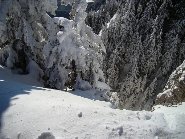 Снег Повалил Хвойные Деревья Солнечные Дни Пояна Брасов Румыния — стоковое фото