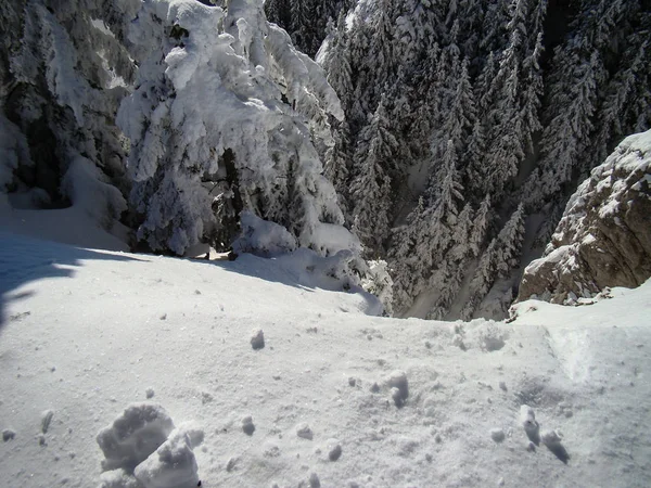 Beautiful Snow Covered Conifer Trees Sunny Days Poiana Brasov Romania — Stockfoto