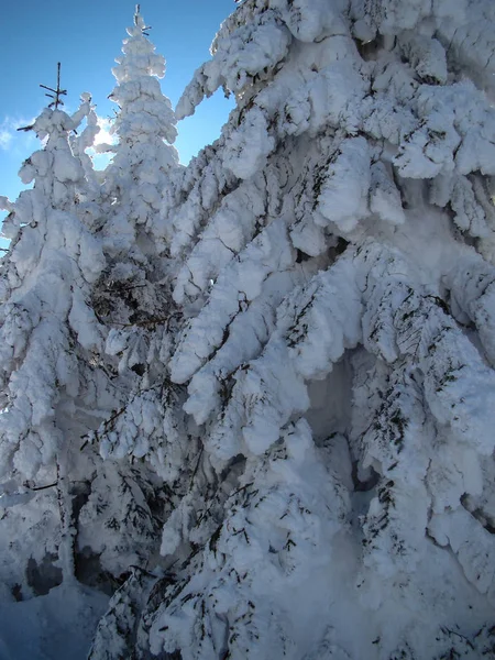 Prachtige Met Sneeuw Bedekte Naaldbomen Zonnige Dagen Poiana Brasov Roemenië — Stockfoto