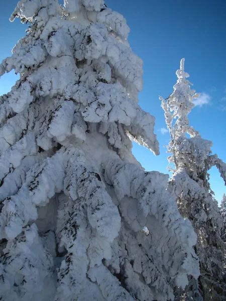 Bellissimi Alberi Conifera Innevati Nelle Giornate Sole Poiana Brasov Romania — Foto Stock