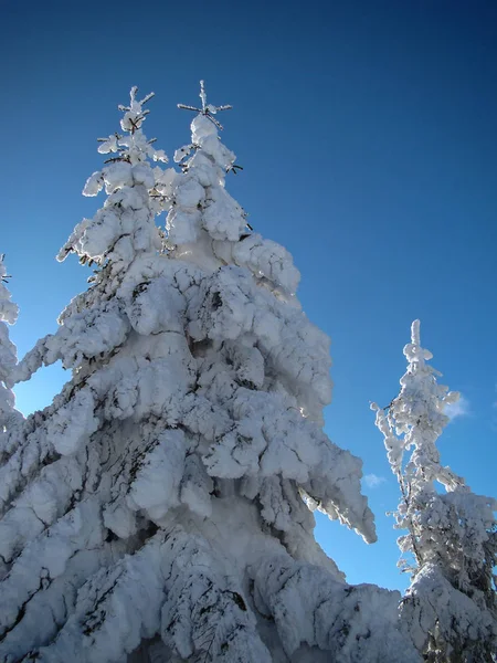 Снег Повалил Хвойные Деревья Солнечные Дни Пояна Брасов Румыния — стоковое фото