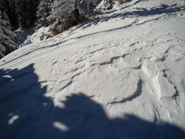 Belas Árvores Coníferas Cobertas Neve Dias Ensolarados Poiana Brasov Roménia — Fotografia de Stock