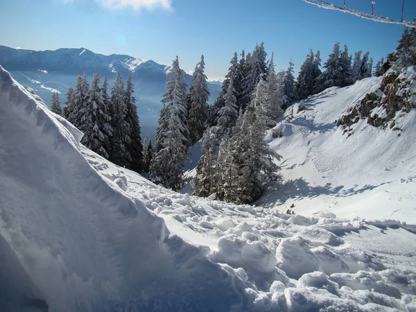 Hermosos Árboles Coníferas Cubiertas Nieve Días Soleados Poiana Brasov Rumania — Foto de Stock